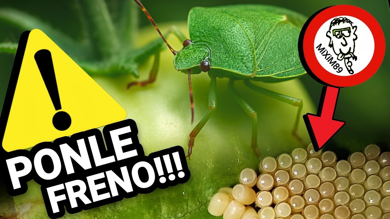 CHINCHE VERDE del TOMATE 💥 ¿Como Eliminar esta Plaga en la Huerta? ⚠️ by mixim89
