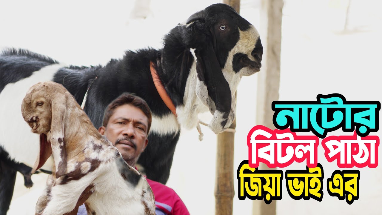 বিটল পাঠা এখন নাটোরে। জিয়া ভাই বিটল পাঠা নিয়ে আসলেন। Betaal। Betaal Patha। পাঠার খামার নাটোর