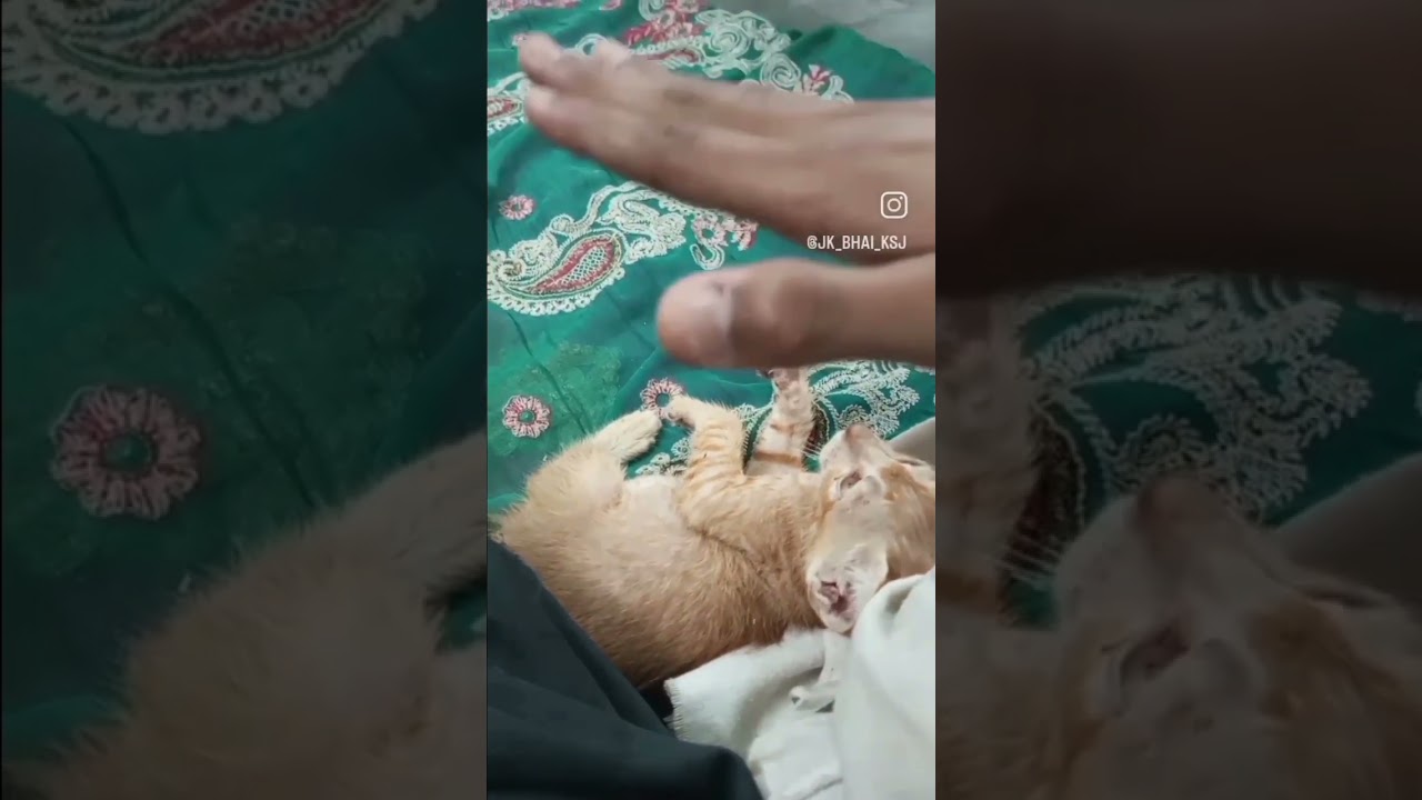 cat ki comedy 