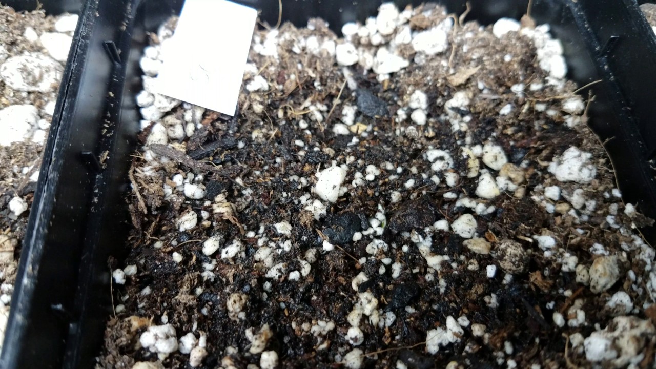 INTRO- Growing Indoors from Seedling to Harvest DAY 2 - DAY 3 Update