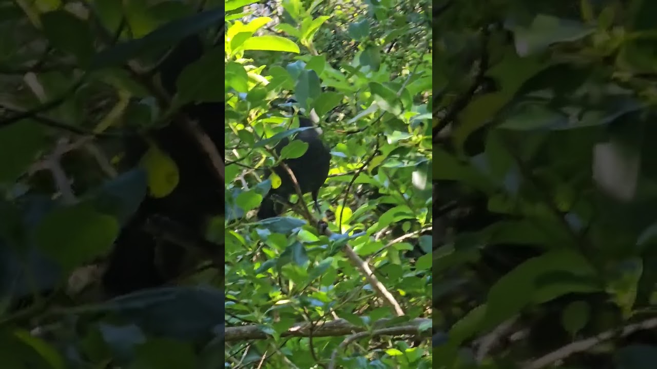 Kokako eats leaves 