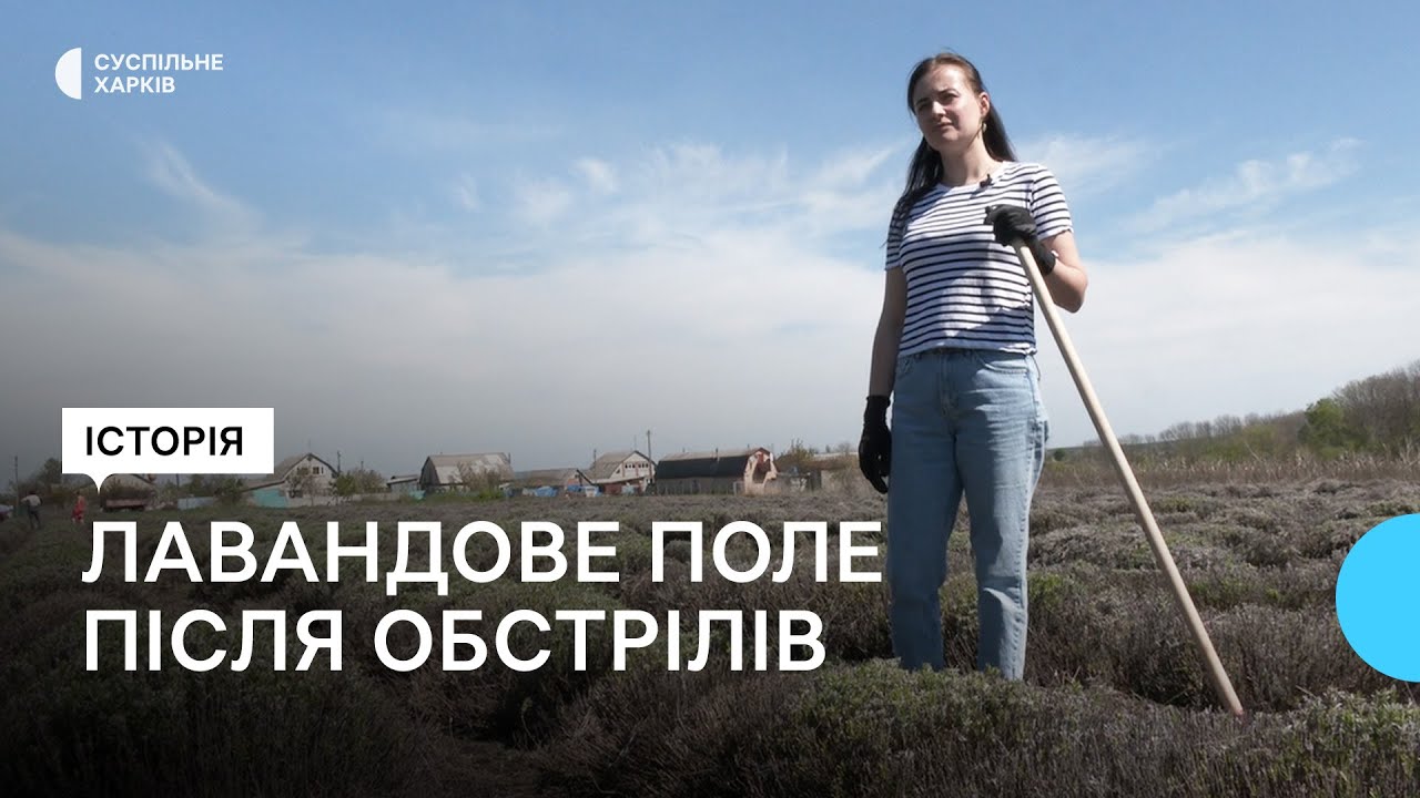 «Сюди вкладена душа»: лавандове поле на Харківщині готують до сезону після обстрілів