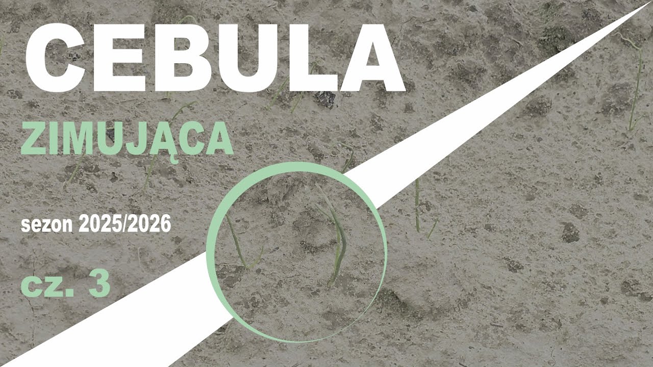 Cebula zimująca sezon 2025/2026 cz. 3🧅🧅