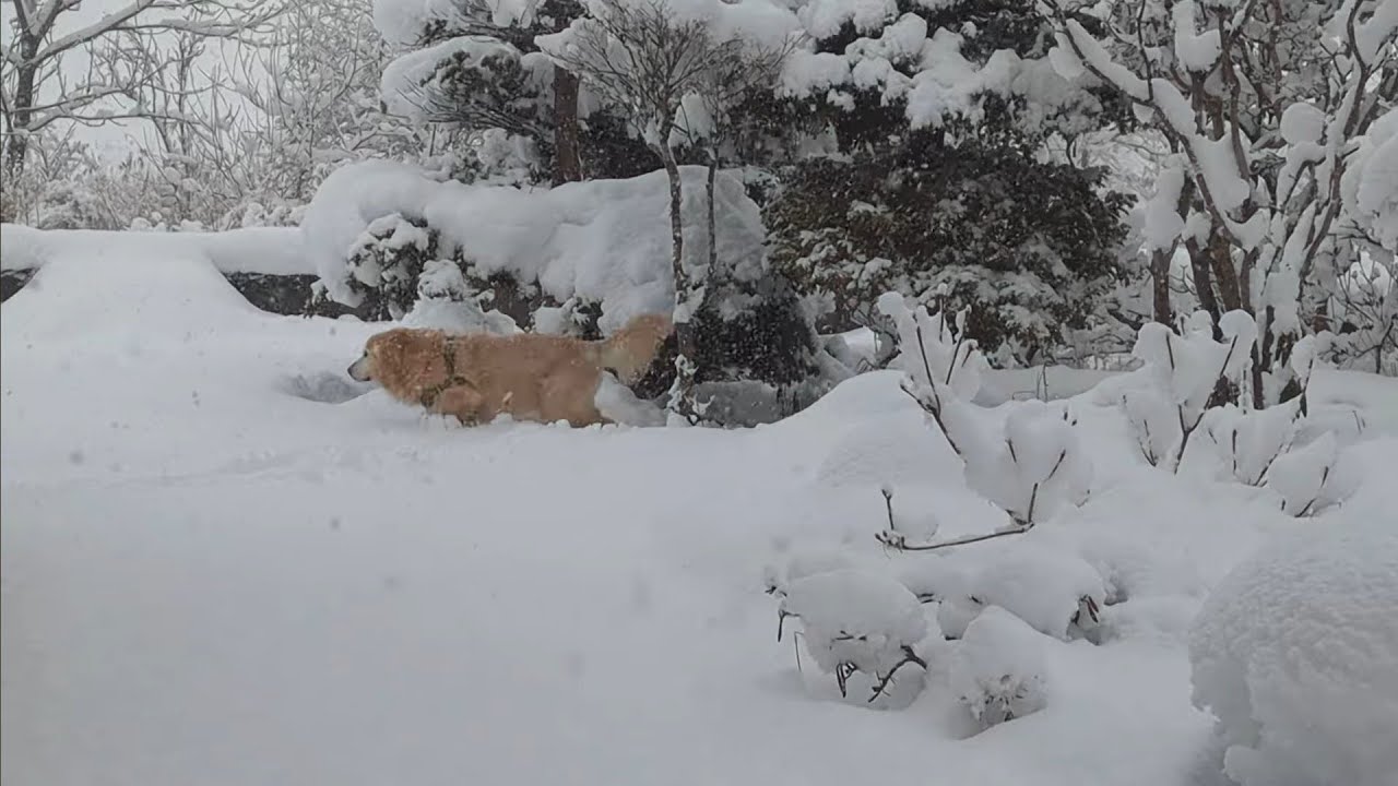 Shoveling snow is tiring while Bell kinda enjoys snow | December in Hokkaido
