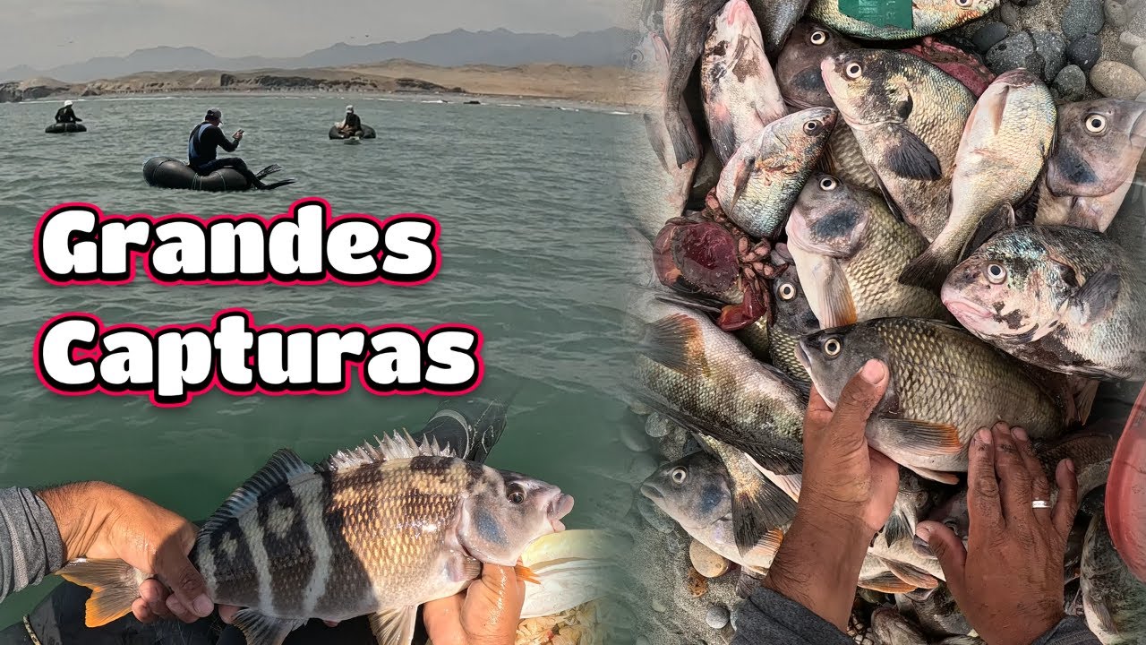 Grandes Capturas de Pintadillas,Arnillos,Tramboyos y Cabrias!!