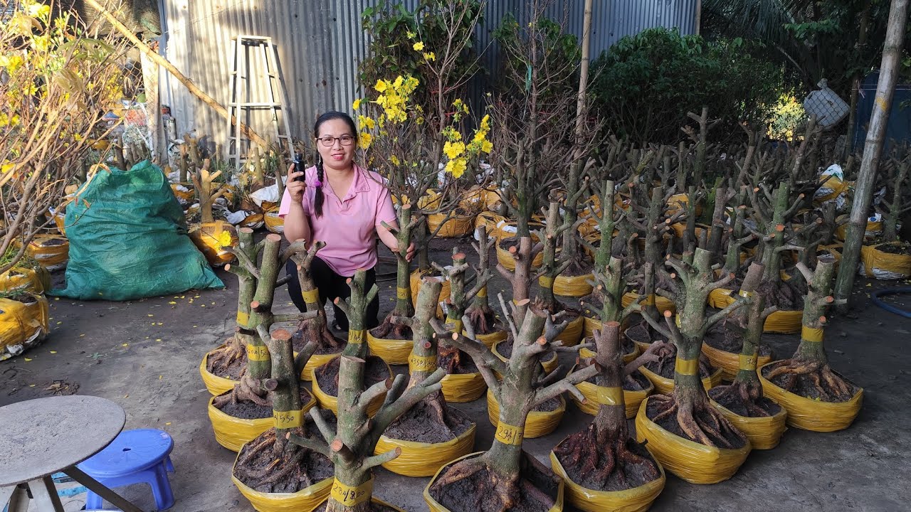 16/2 Dung 0383519488 Mai phôi gião thủ đức