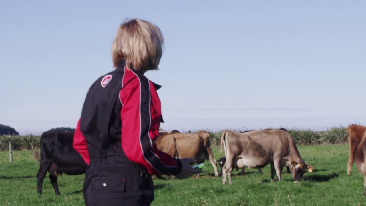 Lely Astronaut pasture based automatic milking - Invercargill, New Zealand