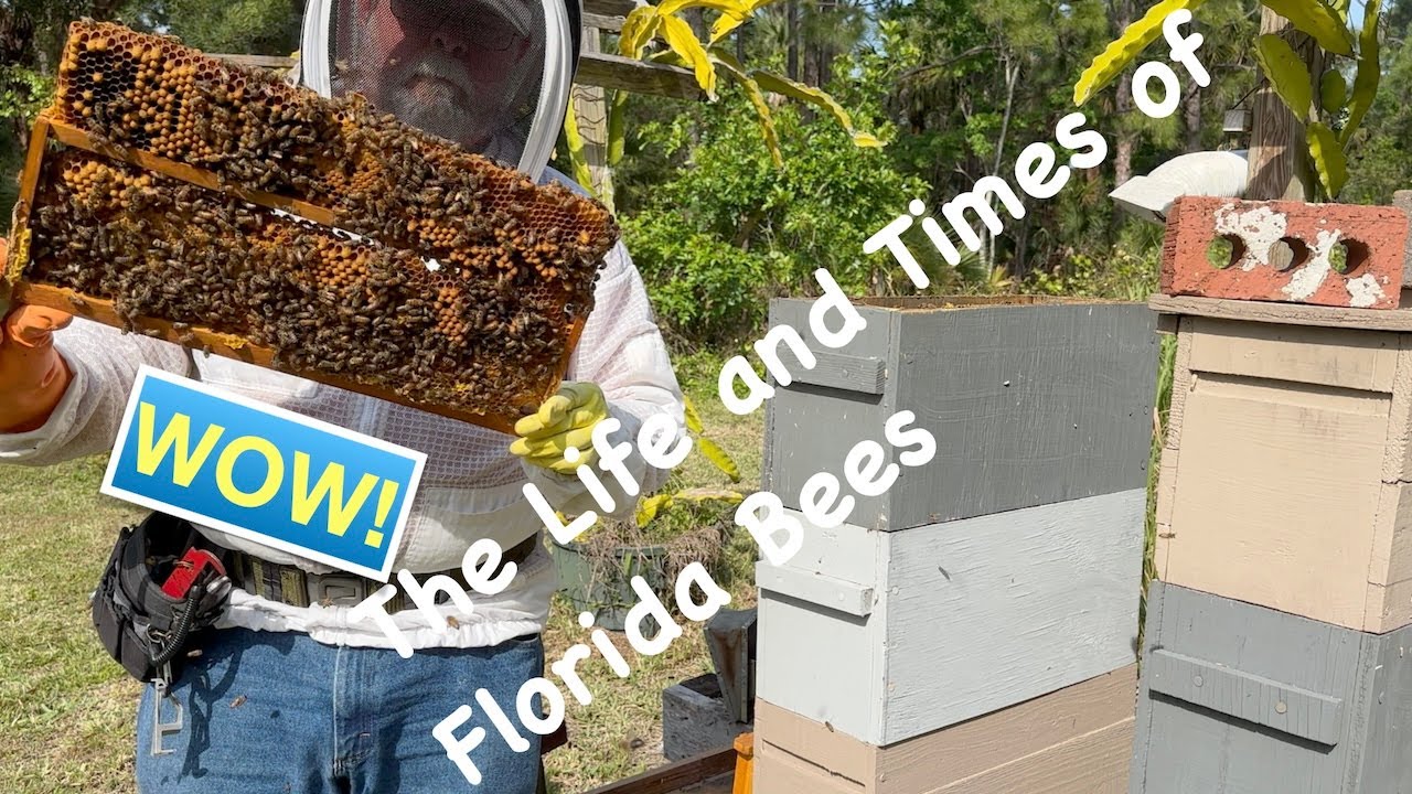 The Life and Times of Florida Bees