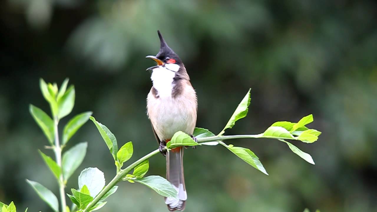 Red Whiskered Bulbul calling.MOV
