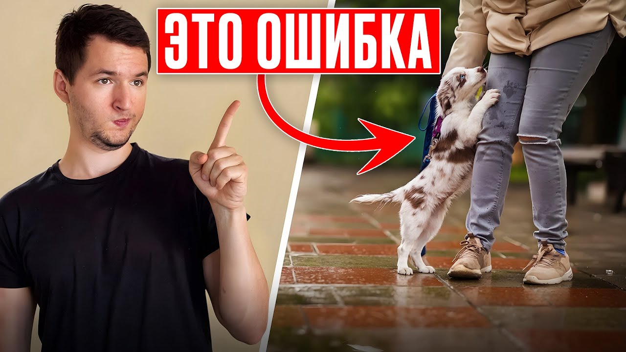 Эти ошибки делают ВСЕ новички &mdash; и страдают собаки