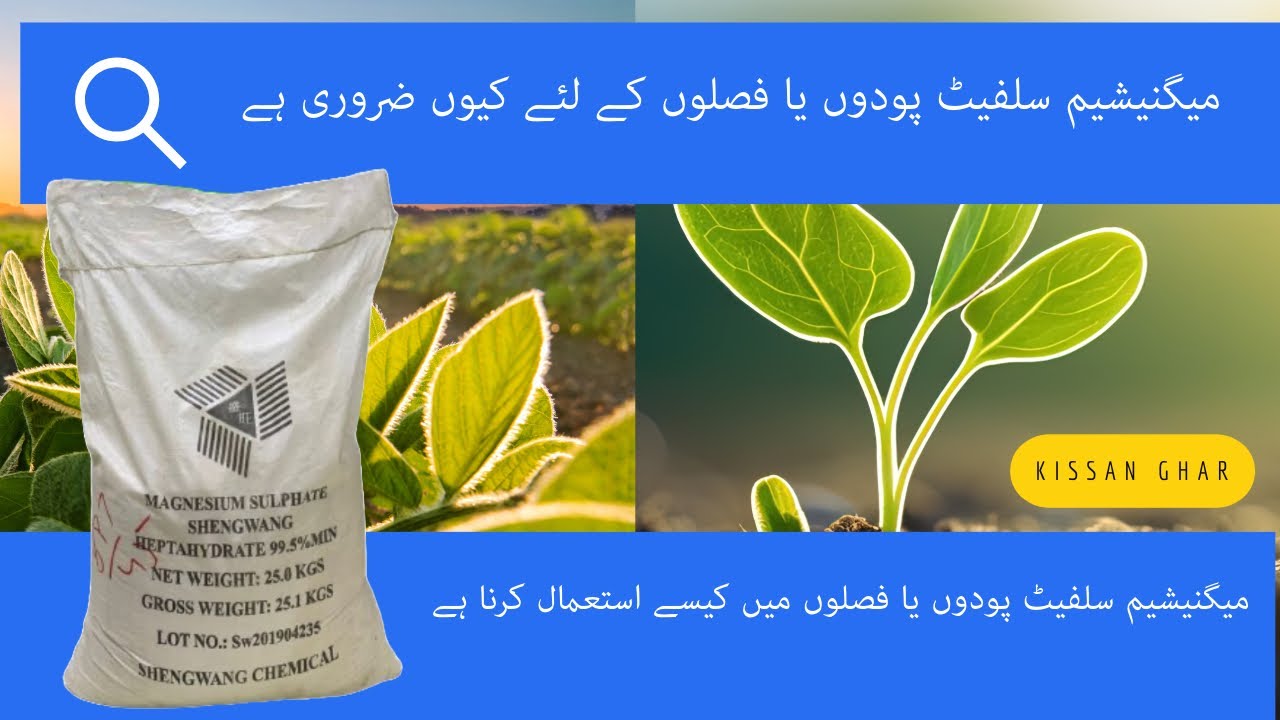 What is Epsom salt or magnesium ? Why do plants need magnesium sulfate? When to use it ? #kisanghar