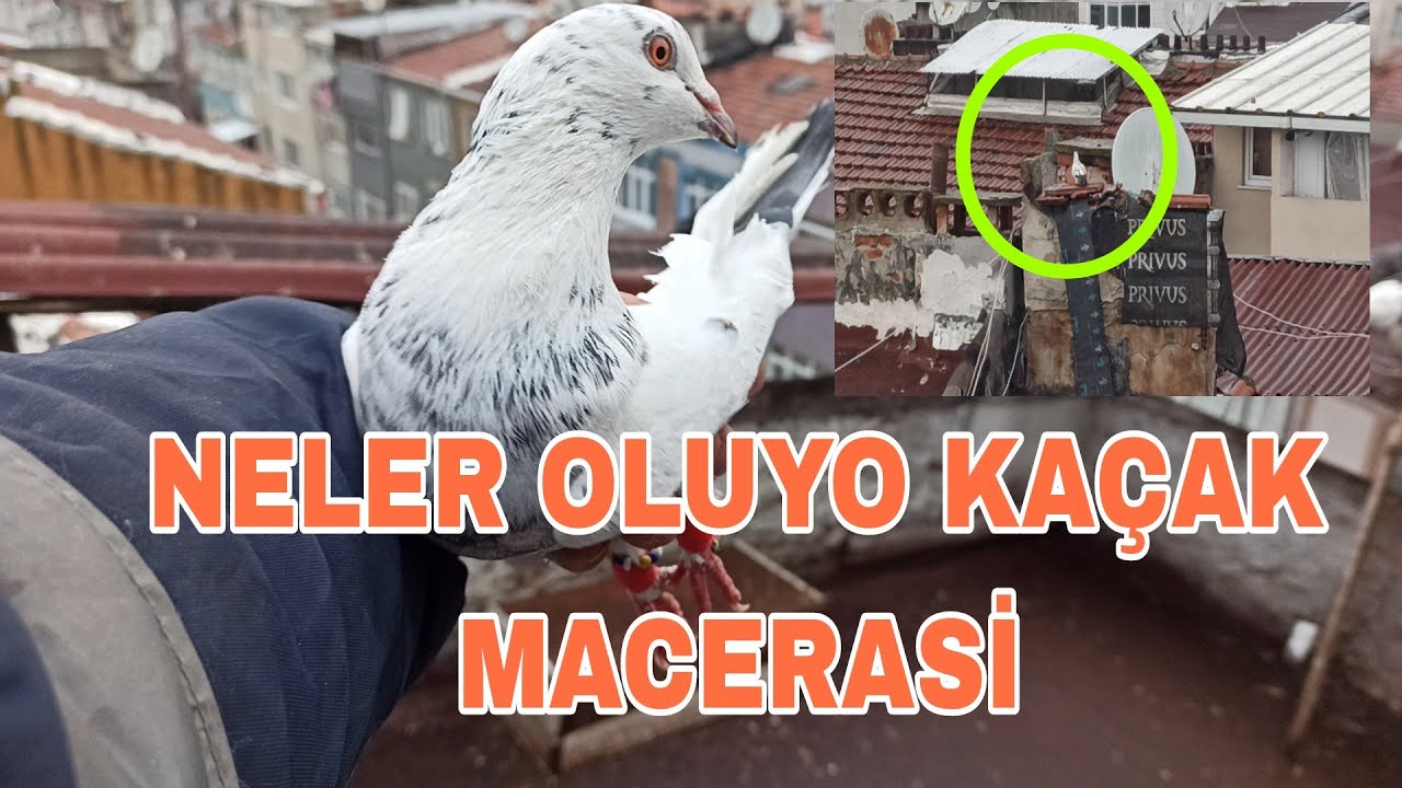 NELER OLUYO BURDA KAÇAKTAN KAFAM KARİŞTİ 2 TANE BİRDEN GELİNCE