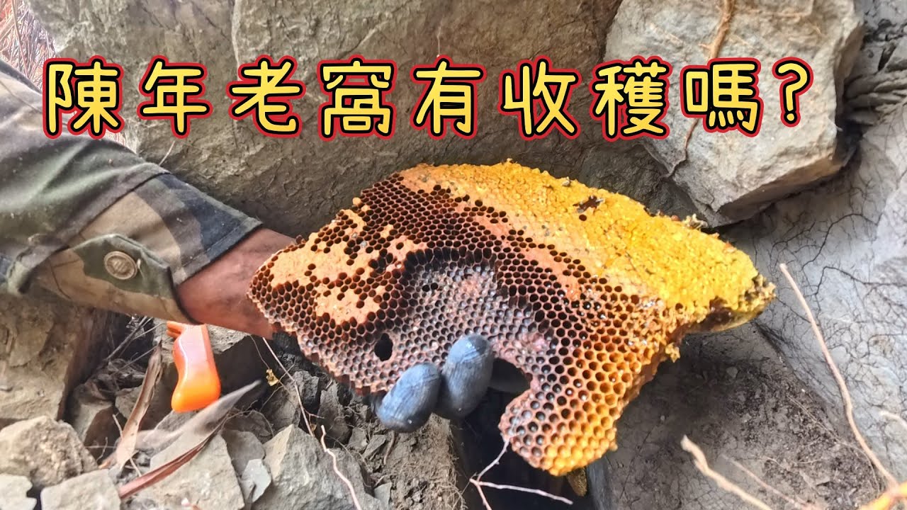 部落周圍最近有黑熊出沒，我這樣算是與熊爭食嗎?  跟著阿浦開箱真實的野蜜吧