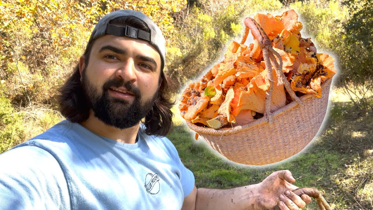 HUGE Chanterelle Mushroom Haul!! | California Mushroom Hunting