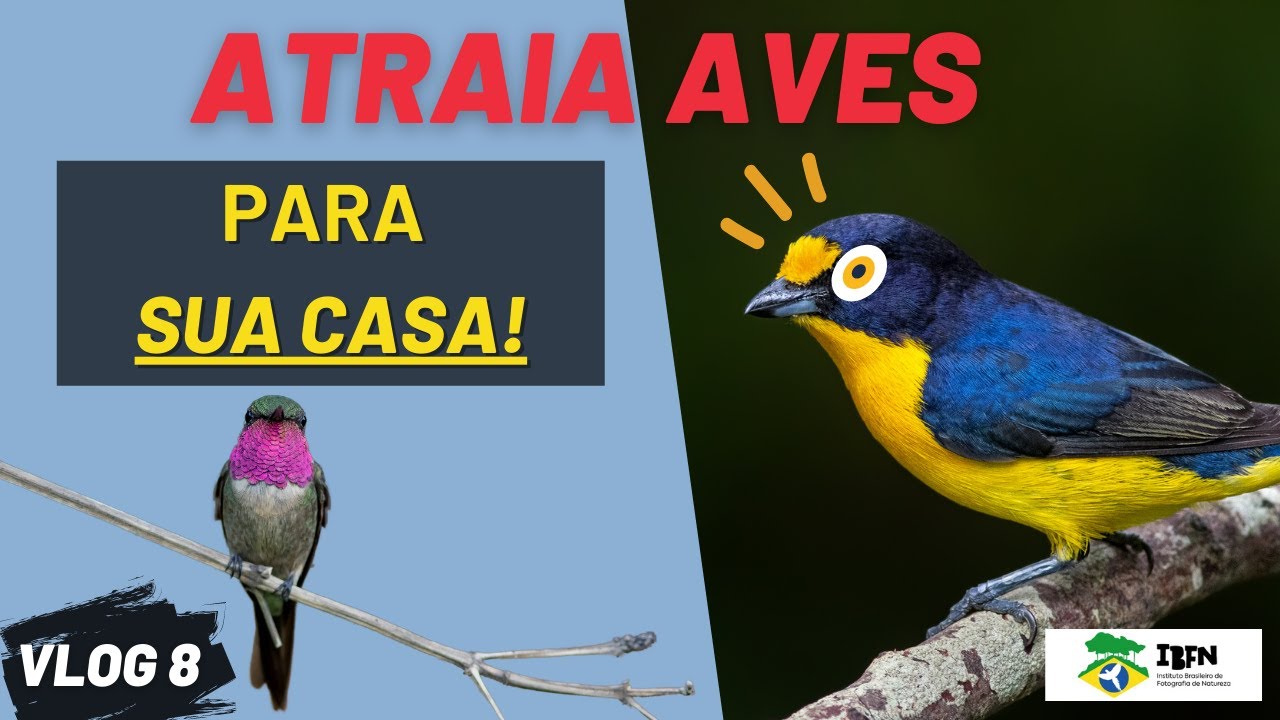 COMO atrair AVES para SUA CASA? COMEDOUROS e BEBEDOUROS fazem MAL para as AVES? Como MONTAR o SEU?