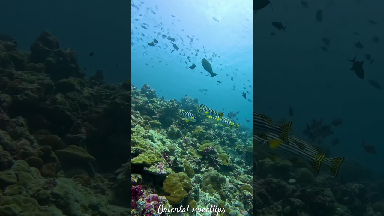 Oriental sweetlips is such a unique fish