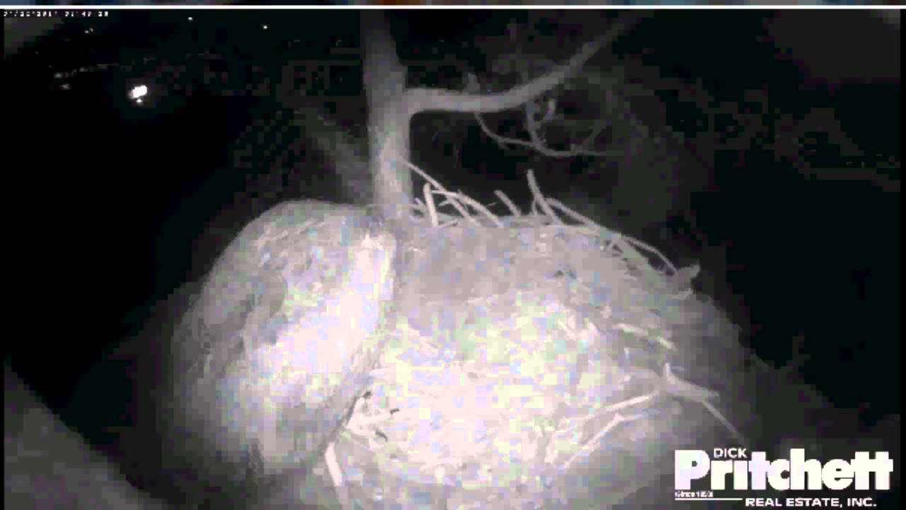 4 /29/14 SWFL Eagles.. Good Morning E4