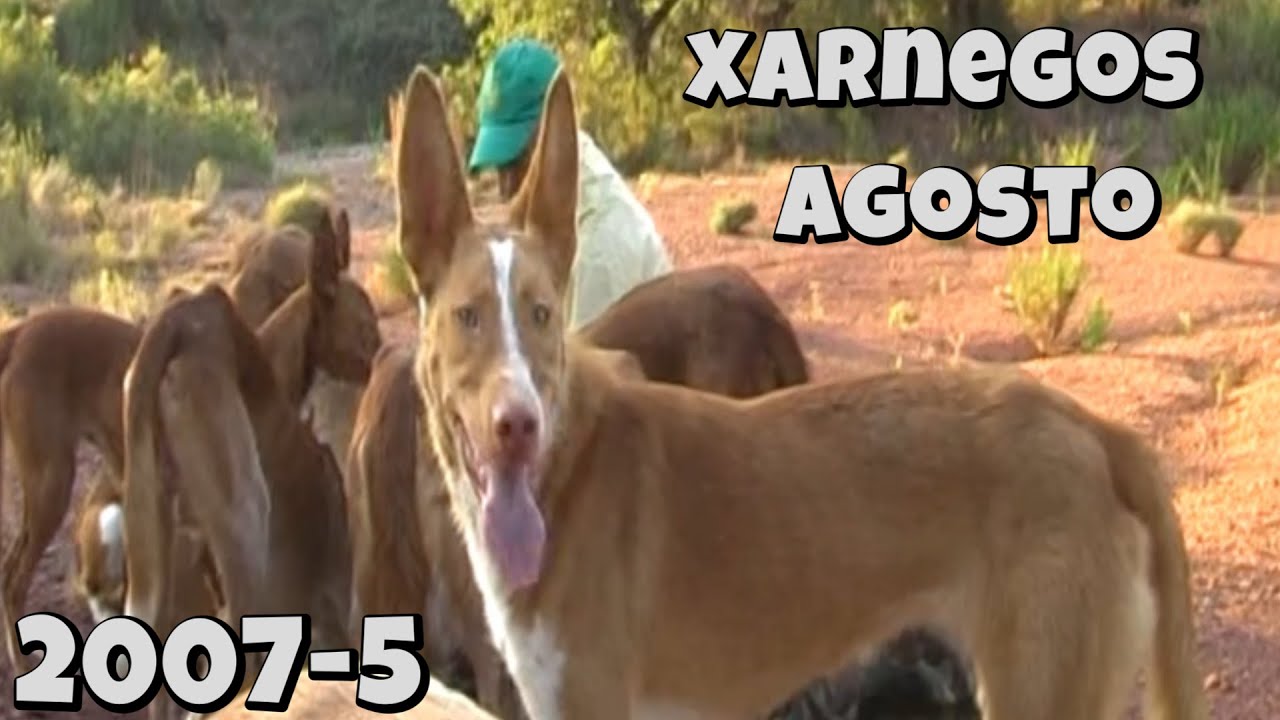 xarnegos cazando al conejo en verano