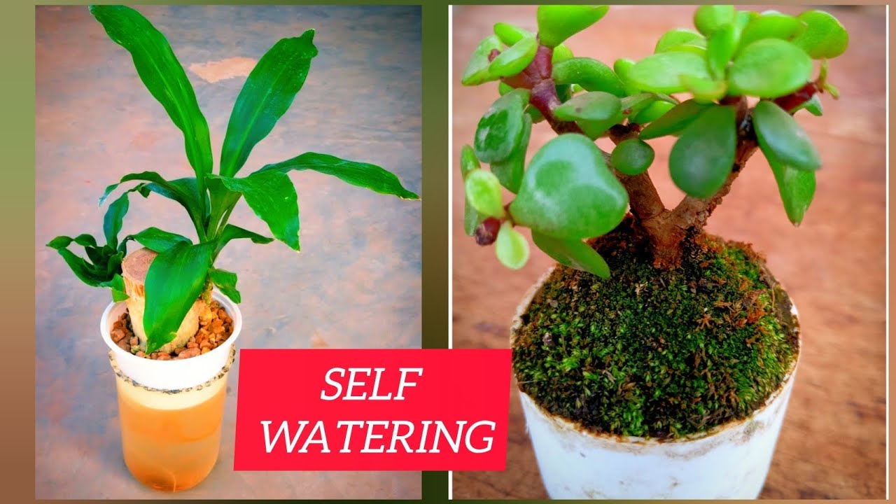 স্বয়ংক্রিয়ভাবে জলসেচন // Auto watering System #bonsai #chadbagan 