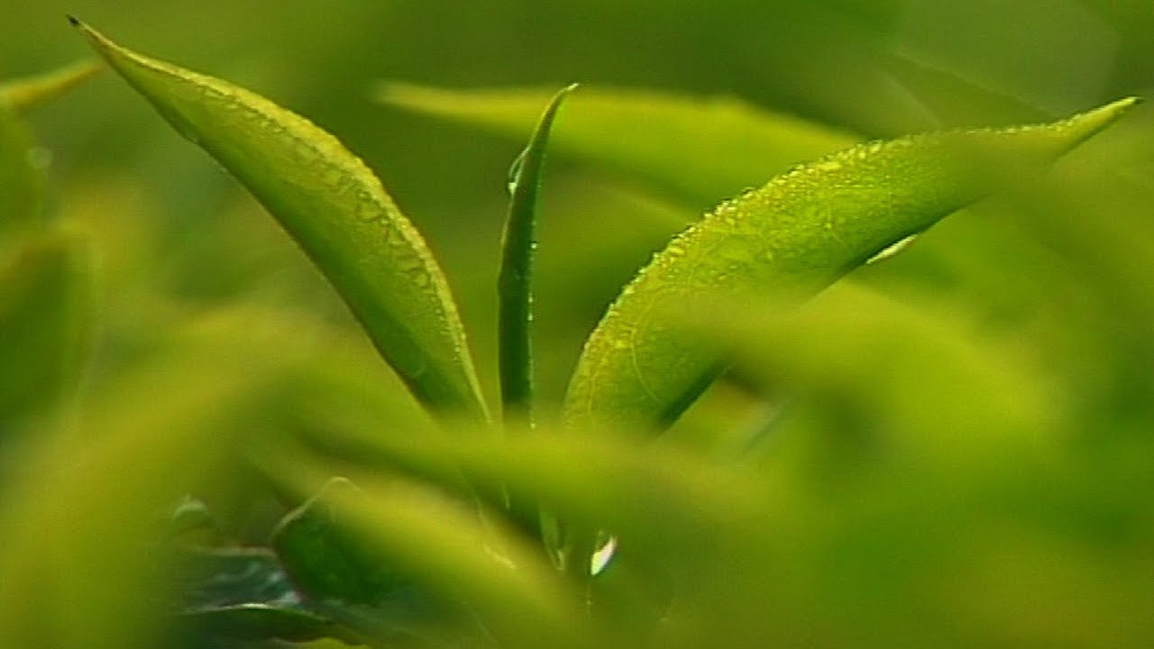 Sprawling tea gardens of Munnar |