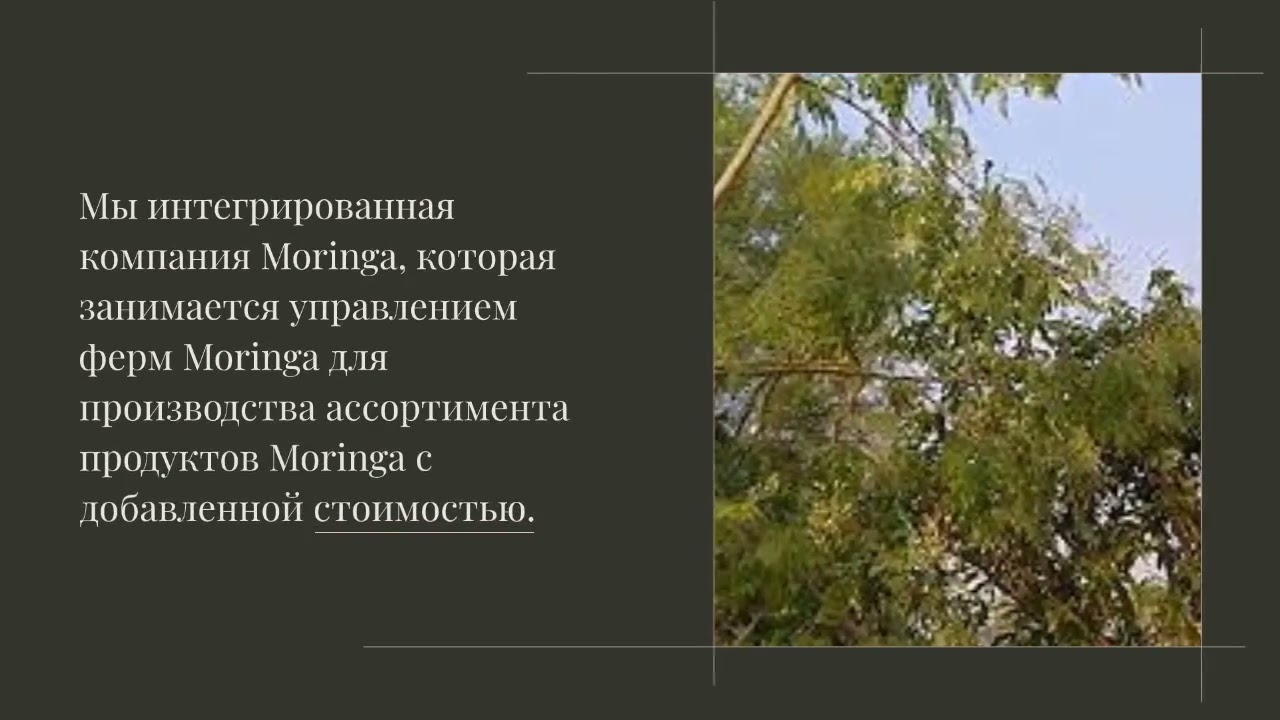 Moringa Private Label Производство RAW Moringa Exporter Поставщик оптом Moringa Tea +6287758016000