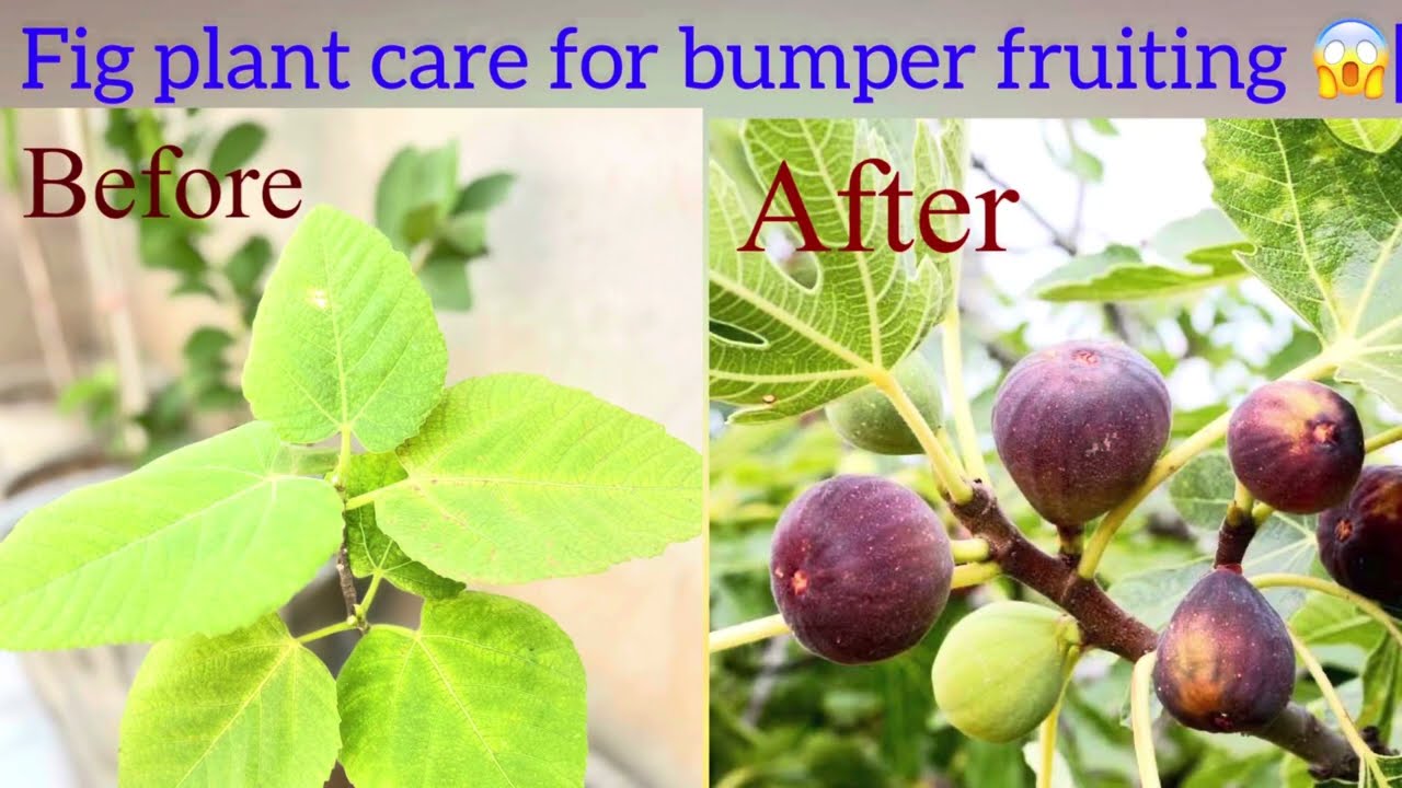 Fig plant care tips for bumper fruiting | अंजीर प्लांट केयर टिप्स फॉर बम्पर फ्रूटिंग 
