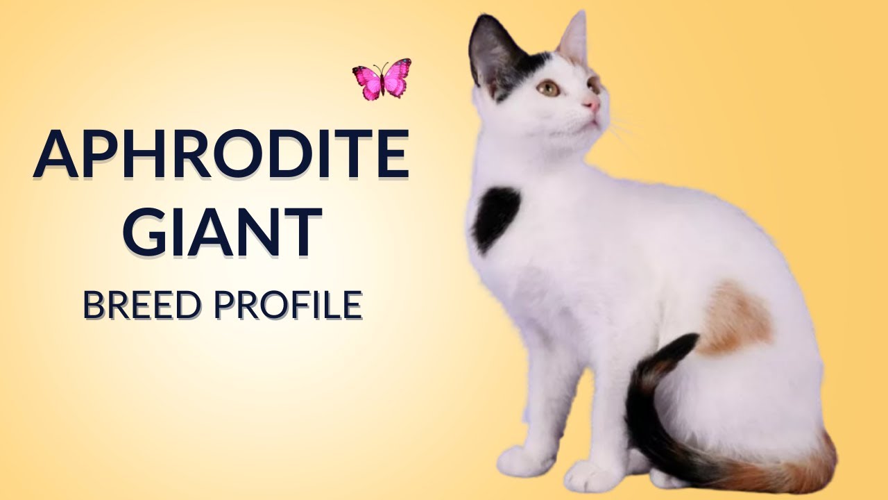 Aphrodite Giant Cat Breed Profile History - Price - Traits - Grooming Needs - Lifespan
