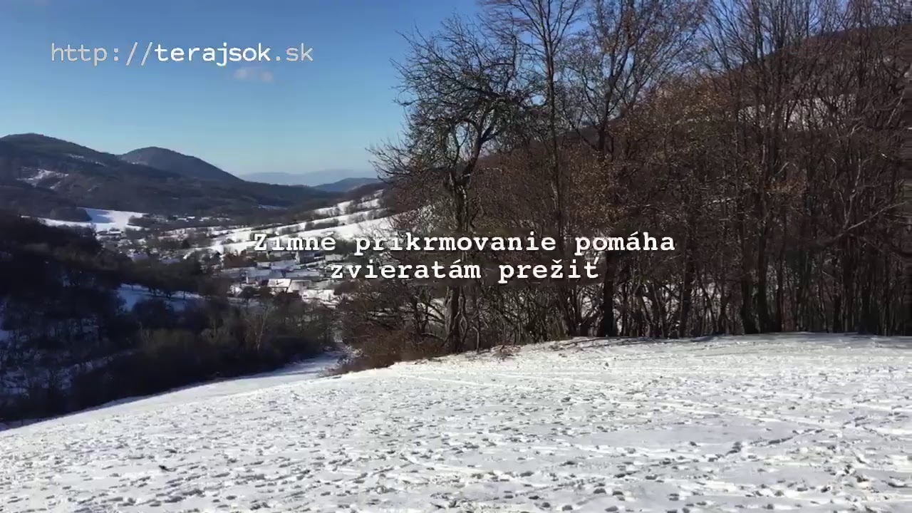 Prikrmovanie lesnej zveri
