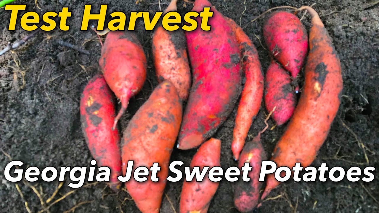 Test Harvest | Georgia Jet Sweet Potatoes | Grow Experiments