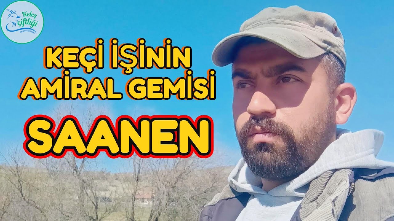 SAANEN KEÇİ İŞİNDE EN ÇOK MERAK EDİLEN SORULARI YANITLADIM KEÇİ İŞİNDEN NE ZAMAN PARA KAZANILIR ?