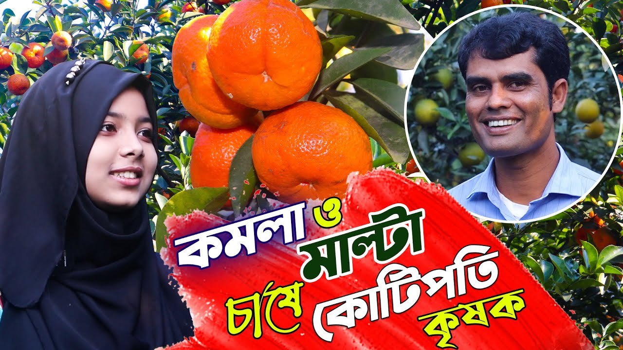 বাণিজ্যিকভাবে কমলা ও মাল্টা চাষে কোটিপতি উদ্যোক্তা | কমলা চাষ পদ্ধতি | Orange Farming- Safollo Kotha