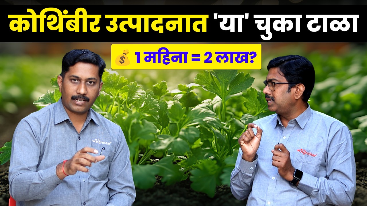 🌿 उन्हाळ्यात कोथिंबीर लागवड | Coriander farming | Kothimbir lagwad | AgroStar