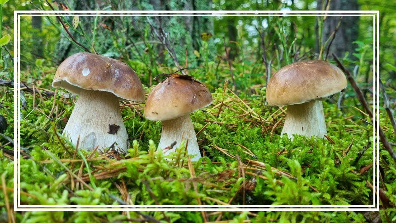 NAJLEPSZE GRZYBOBRANIE w tym SEZONIE. Odwiedziłem BORY SOSNOWE  a tam KILKADZIESIĄT PRAWDZIWKÓW