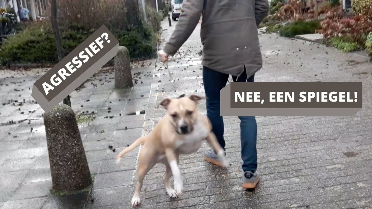 GEEN AGRESSIEVE HOND, MAAR EEN SPIEGELENDE -  Priv&eacute; balanssessie | Leidy-methode