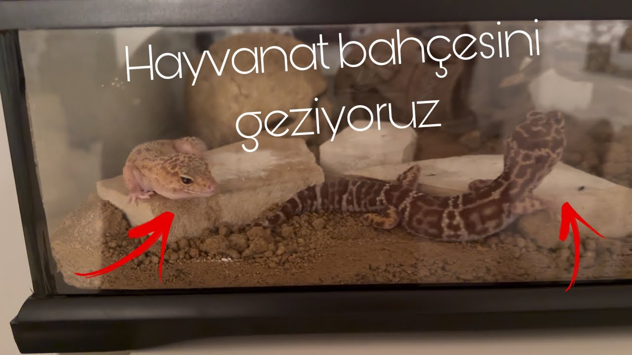 TÜM HAYVANLARIMI GÖSTERİYORUM - YILANLAR, TARANTULA, GECKOLAR
