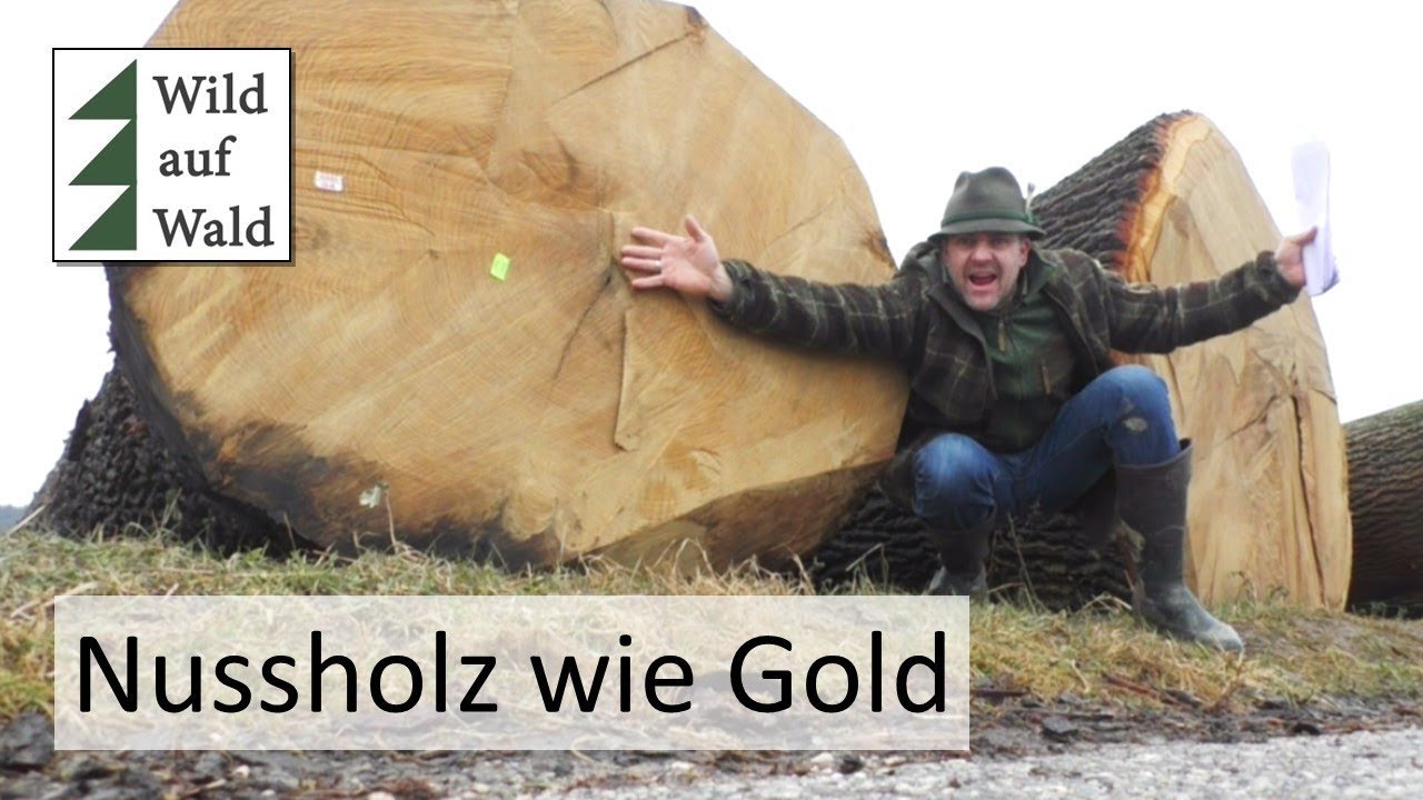 🌲Viel ZASTER für die teuersten Stämme - Holzversteigerung 2024 #wildaufwald