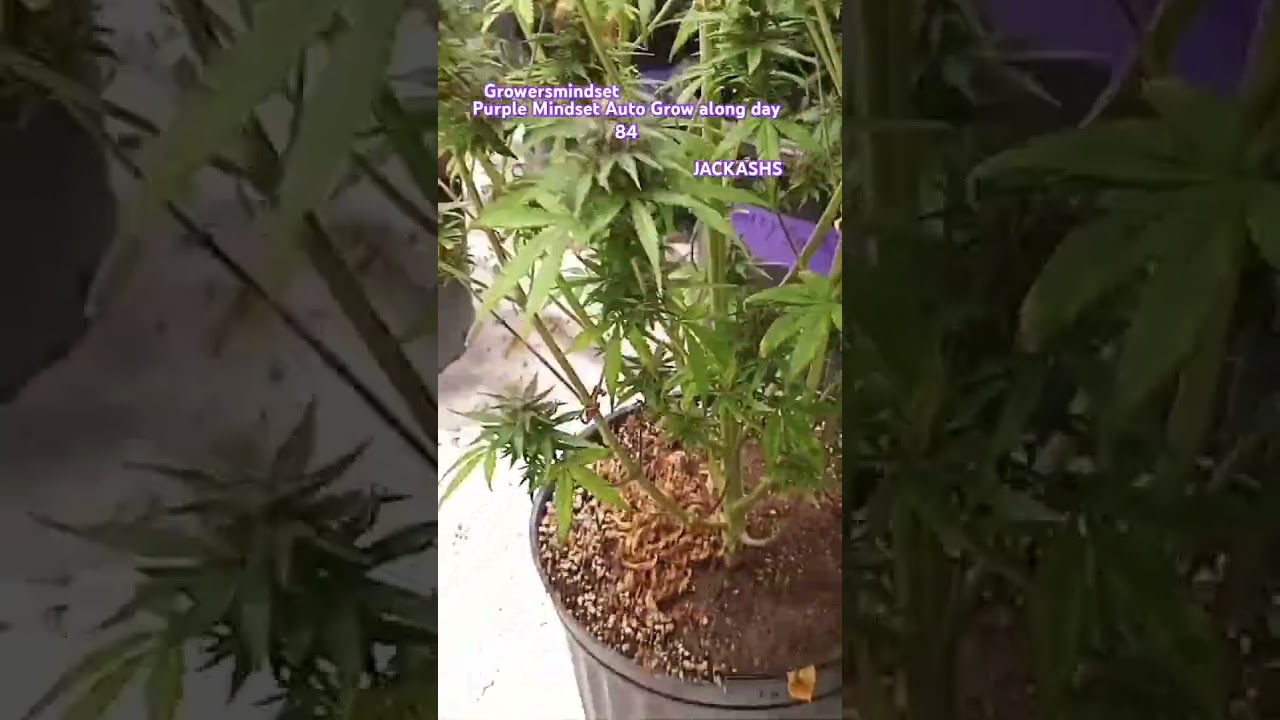 JACKASHS Purple Mindset Auto Grow along day 84@growersmindset #growmiegang