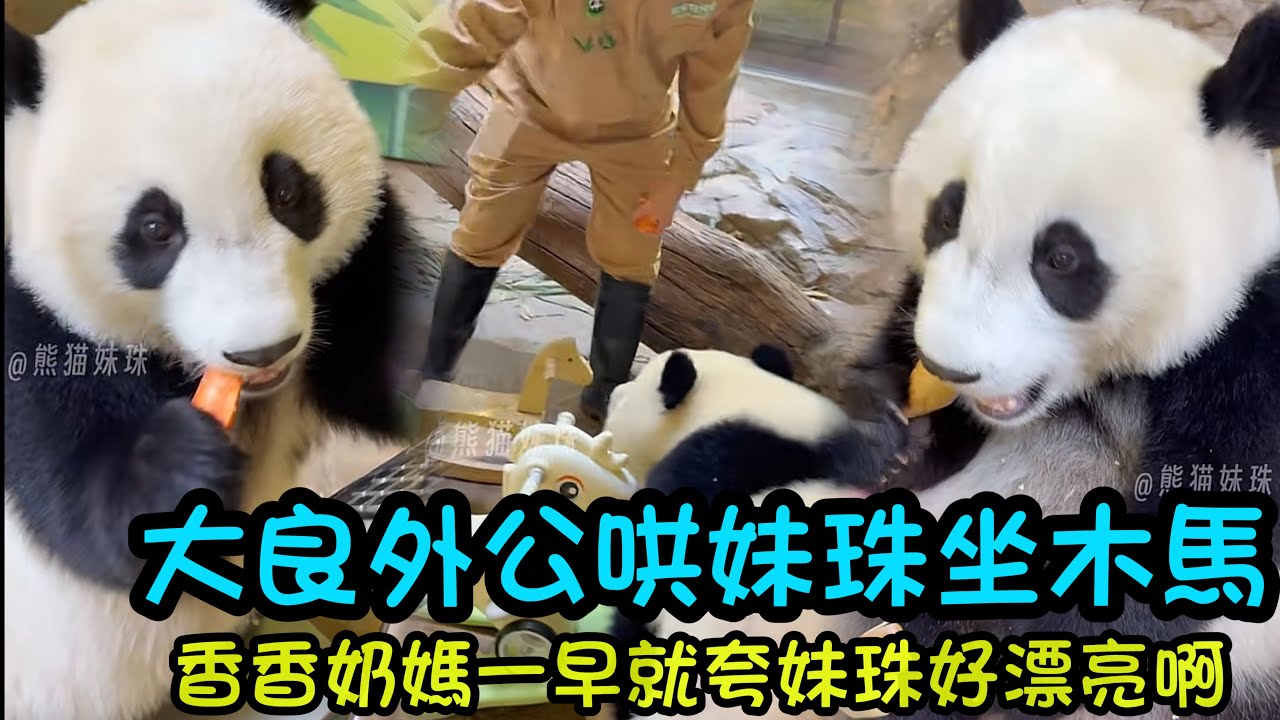 2月5日  大良哄妹珠坐小時候的木馬，香香奶媽夸妹珠好漂亮😊#panda #cutepanda  #熊貓妹珠