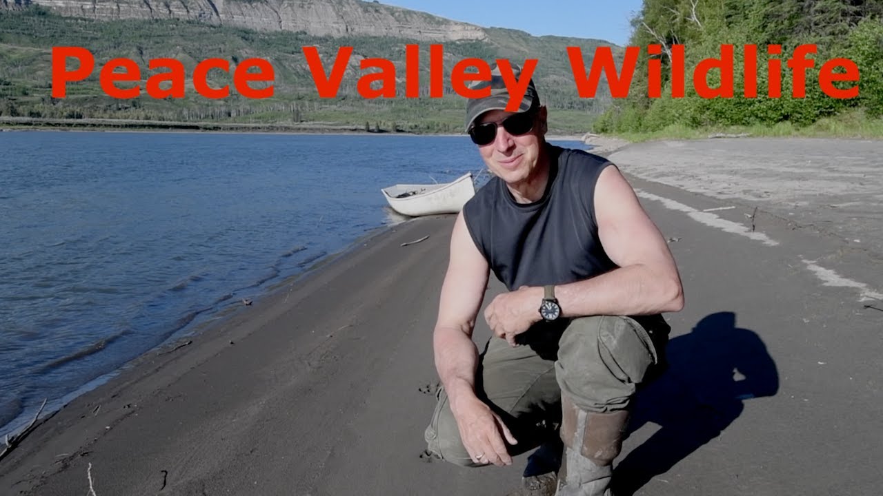 Peace Valley Wildlife