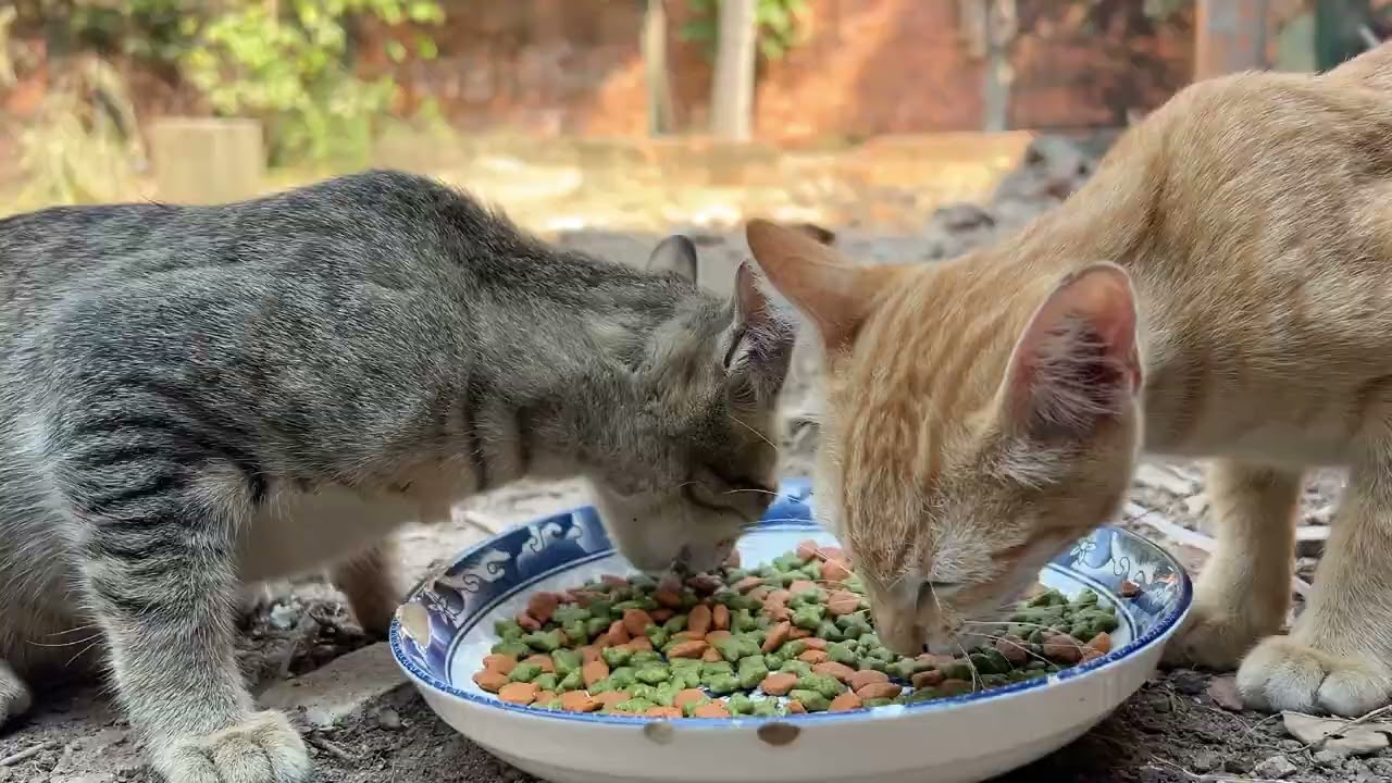 Full Bellies & Bird Songs 🐱🎶 | A Beautiful Feeding Compilation | Paw & Hoof Life