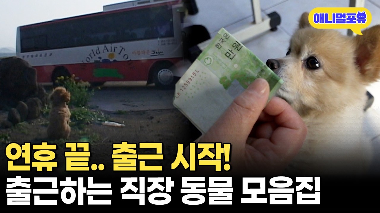그래도 해야지 어떡해...출근해서 돈 버는 동물들 모음zipㅣKBS 오천만의 일급비밀 070413 방송
