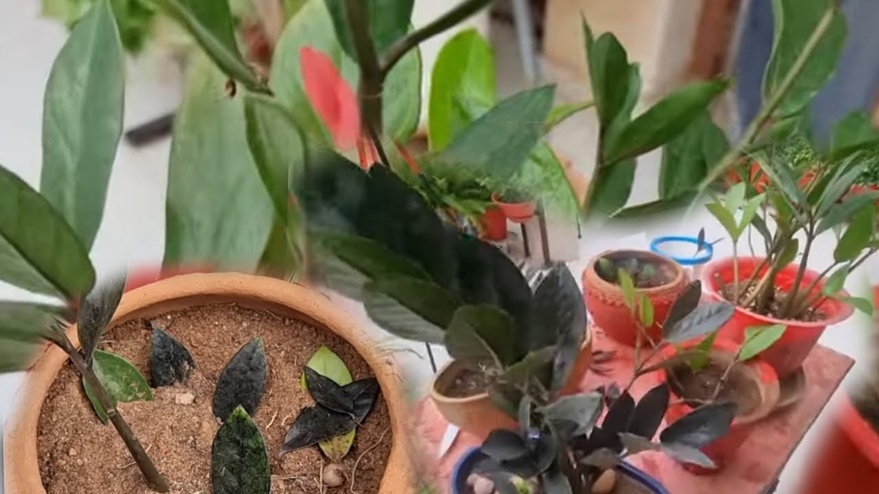 3 Ways to Propagate ZZ Plant / Zamia Plant || How to Propagate ZZ Plant || Fun Gardening