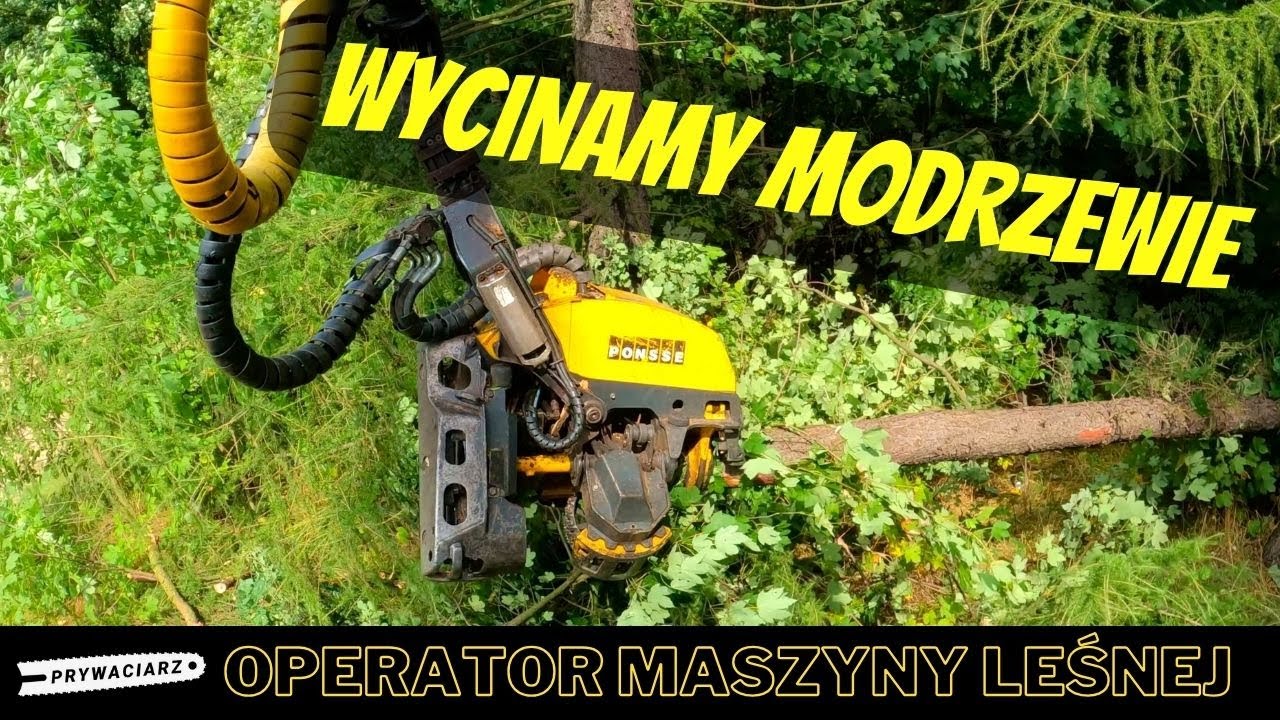 Wycinamy modrzewie🌲Operator Harwestera🌲Ponsse Ergo🌲Prywaciarz🌲