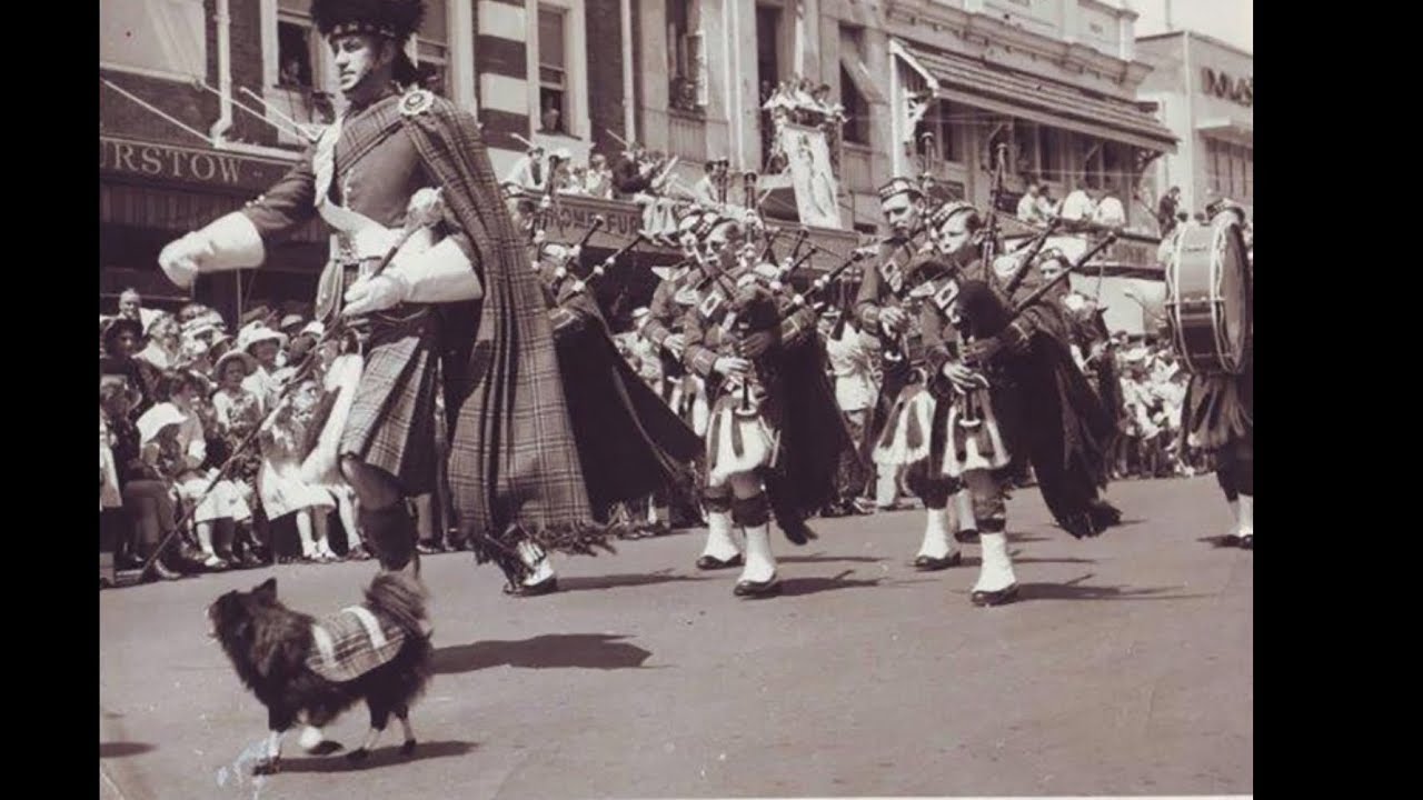 Puppy, Mascot of Toowoomba Thistle Pipe Band