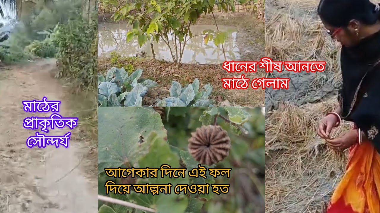 মাঠে এই জিনিস ও দেখতে পাওয়া যায়|এত সুন্দর মাঠ দেখলে মনটা ভাল হবেই#villagevlog
