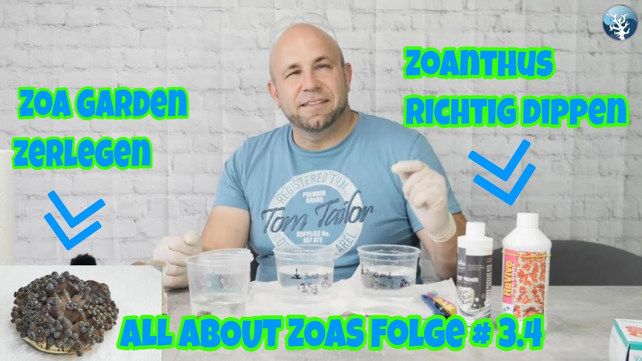 💦ALL ABOUT ZOAS Folge # 3.4💦Zoa Garden zerlegen & Zoanthus richtig dippen💦
