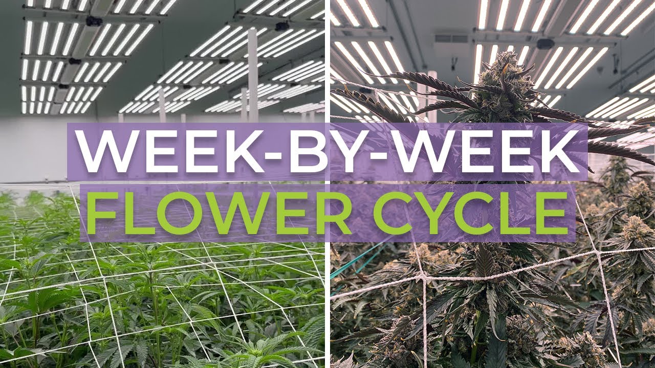 Week-by-Week Cannabis Flower Cycle: Huge Yields with Active Grow LoPro Max 3.0 LED Grow Lights!