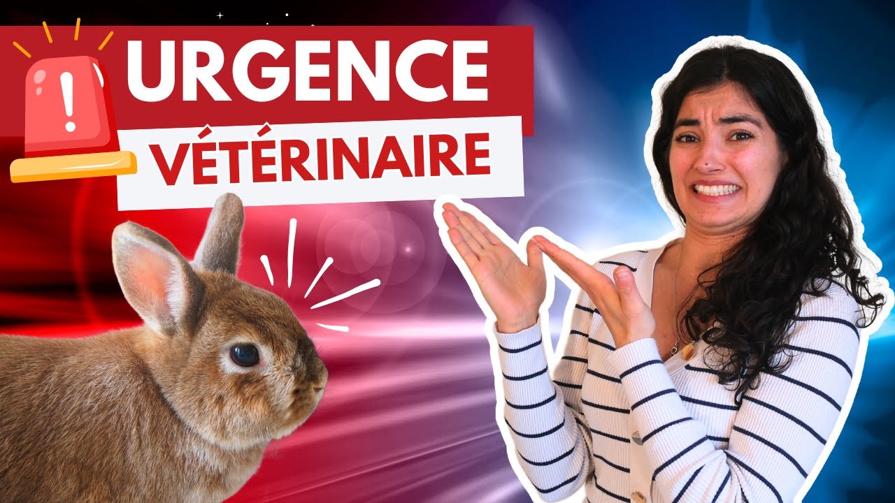 URGENCES VÉTÉRINAIRE du LAPIN 🚨 Les 6 signes qui ne trompent pas !