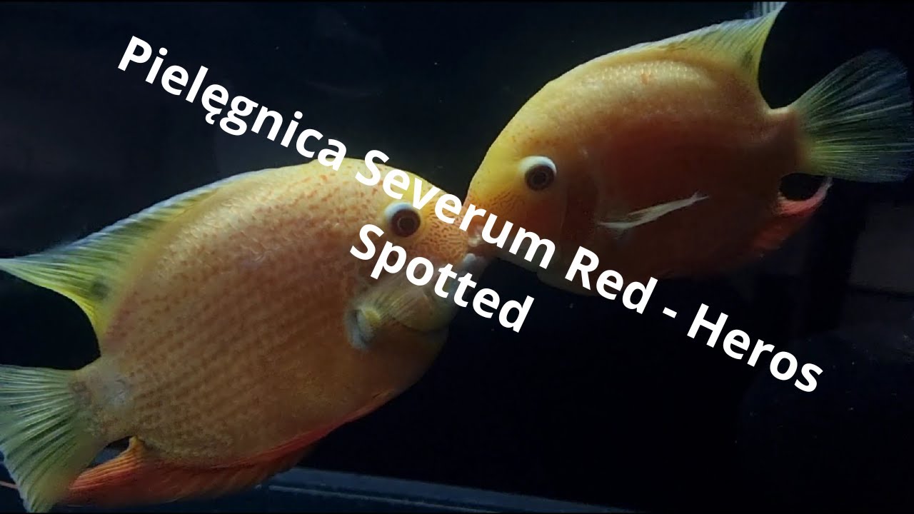 Severum Red-Heros spotted na hodowli
