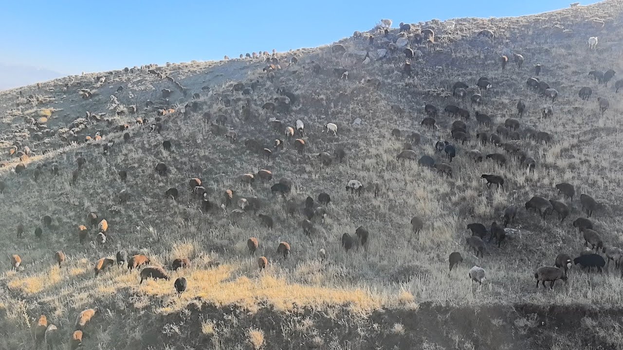DELİBAŞ OLAN KUZU YORGUN KÖPEKLER KÖYÜN TEPESİNDEN GÜZEL MANZARA.
